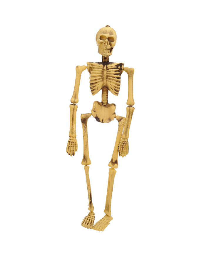Esqueleto Humano Grande